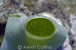 Green detail by Kevin Collins 
